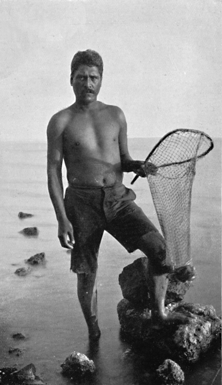 En innfødt rekefisker, Hawaii, med garnet sitt, 1902 av Unbekannt