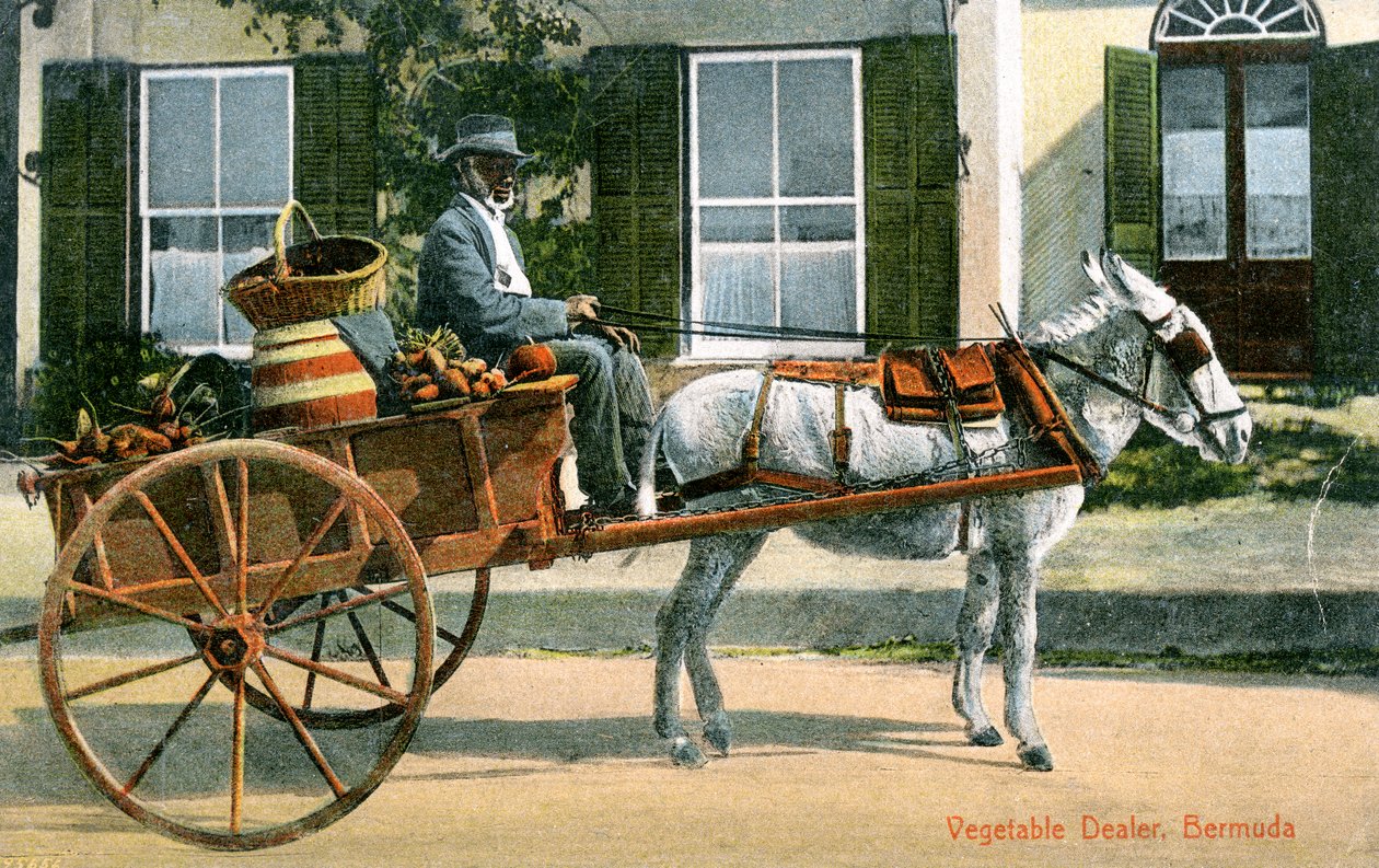En grønnsaksforhandler, Bermuda, ca 1900-tallet av Unbekannt