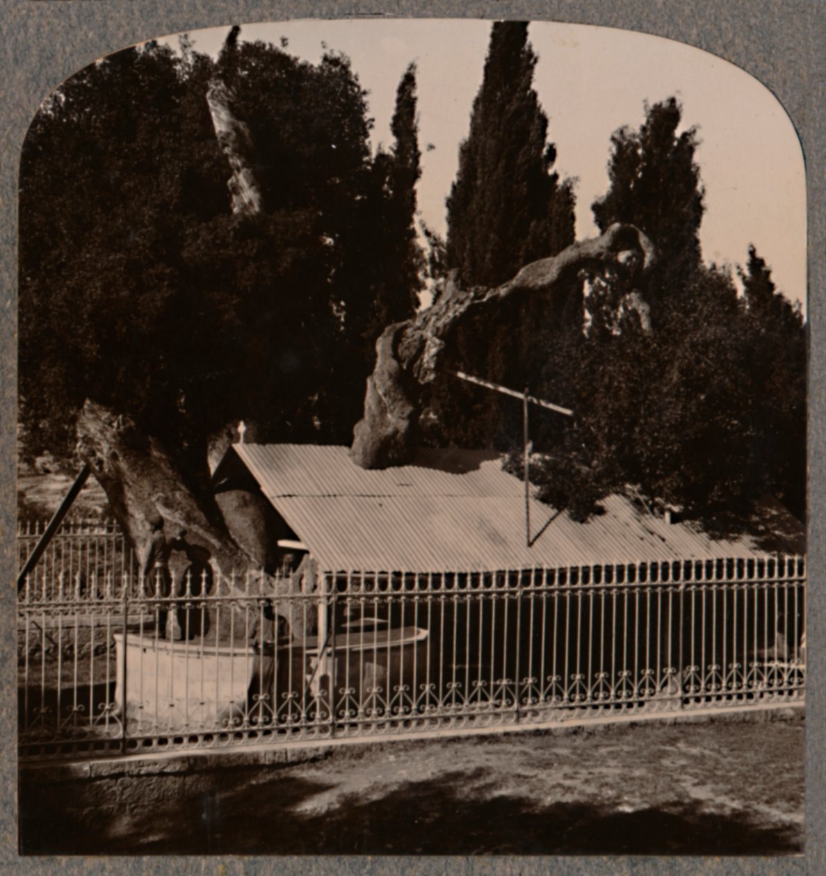 Abrahams Oak nær Hebron, ca 1900 av Unbekannt