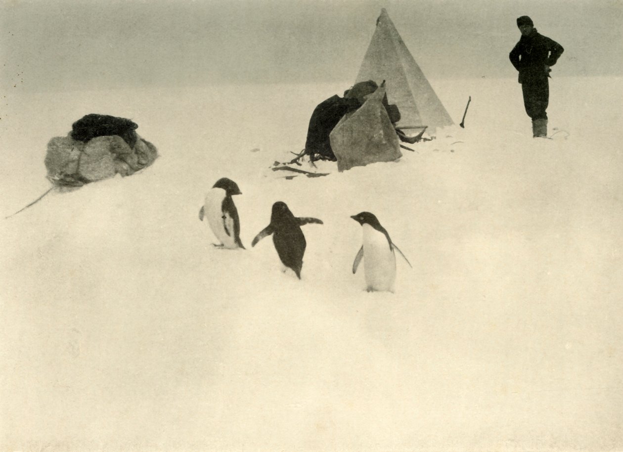 Adelie Penguins besøk en leir c1908, 1909. av Unbekannt