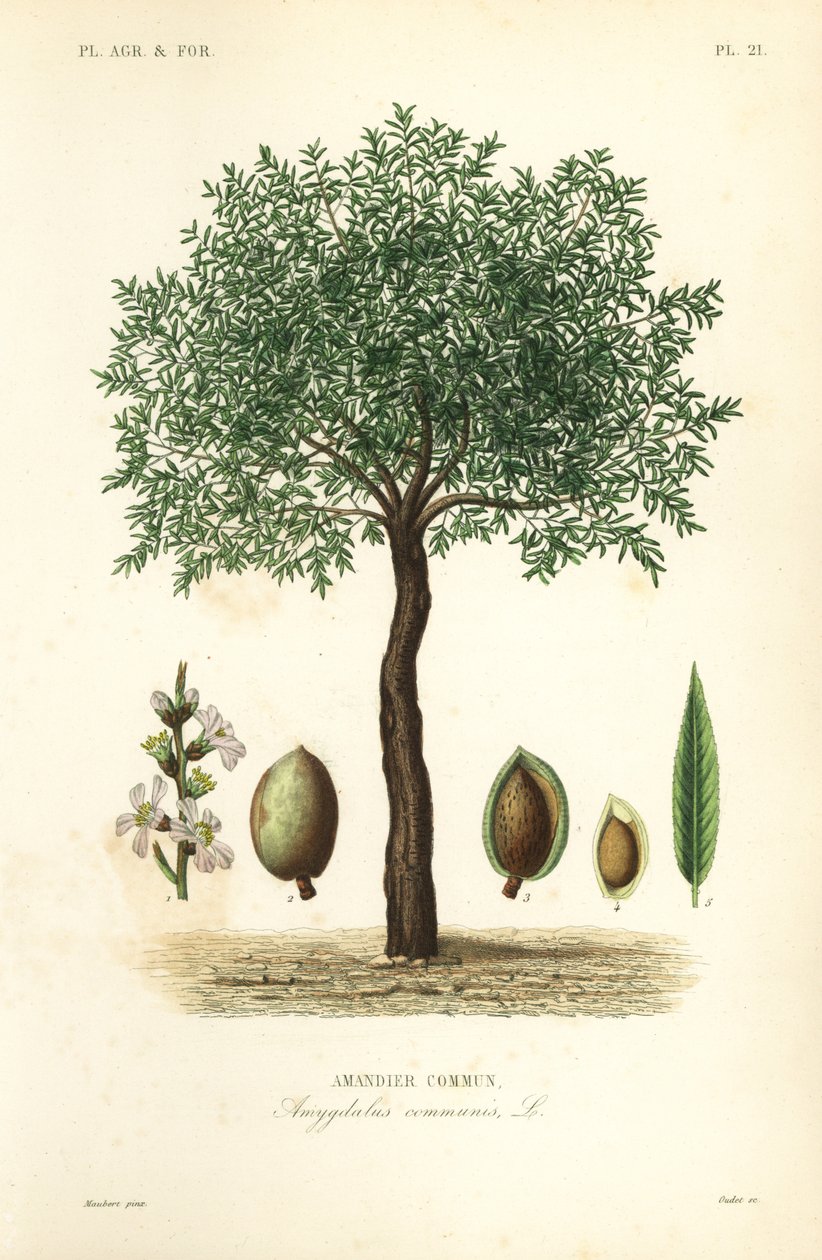 Mandeltre, Prunus dulcis, Vanlig mandeltre av Unbekannt