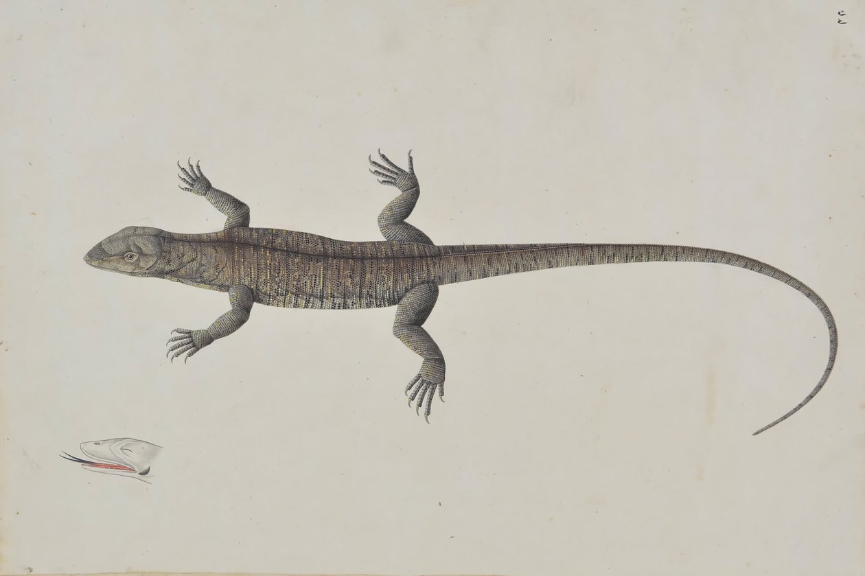 En indisk Bish-Copra Lizard, Ca. 1790. av Unbekannt