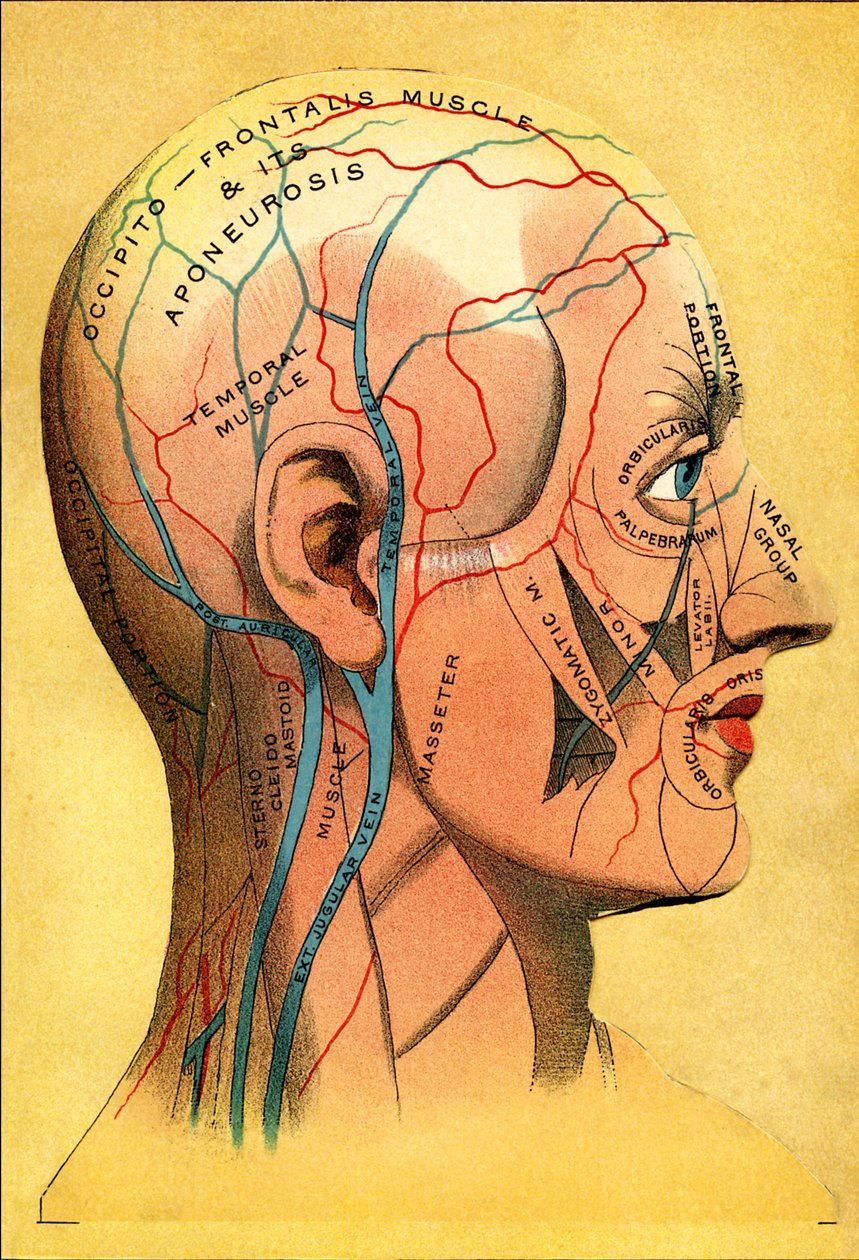 Anatomisk diagram, hodet - Hodebunn: venøs drenering av Unbekannt