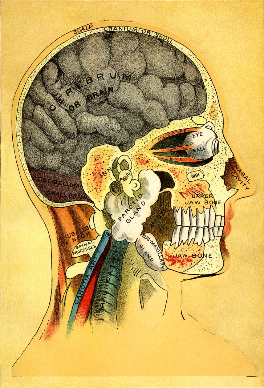 Anatomisk diagram, hodet 1905 av Unbekannt