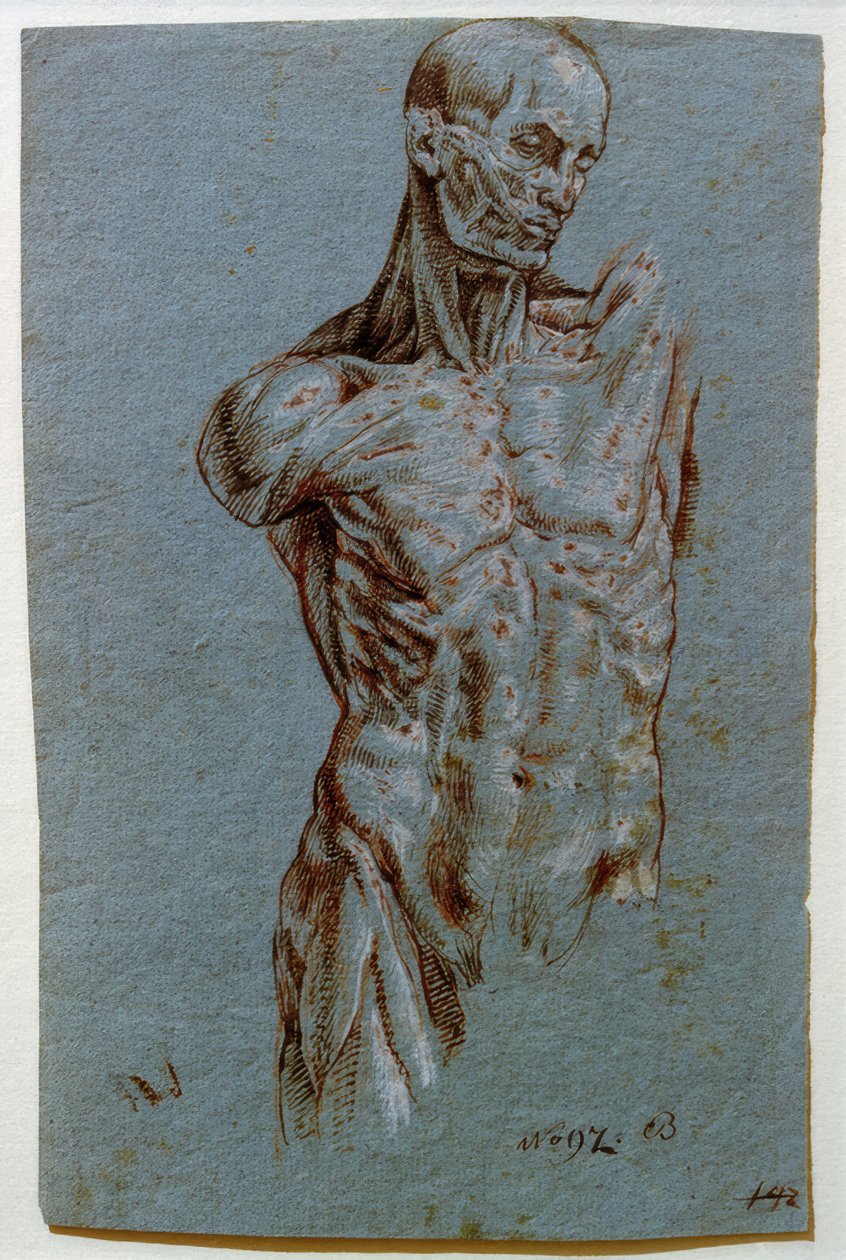 Anatomisk studie (Ecorché) av Unbekannt