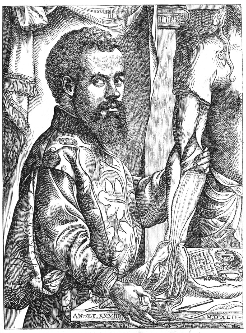 Andreas Vesalius, flamsk anatom fra 1500-tallet av Unbekannt