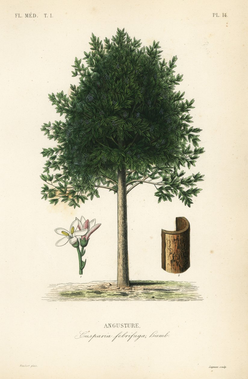 Angostura trifoliata, Cusparia febrifuga, Angusture av Unbekannt