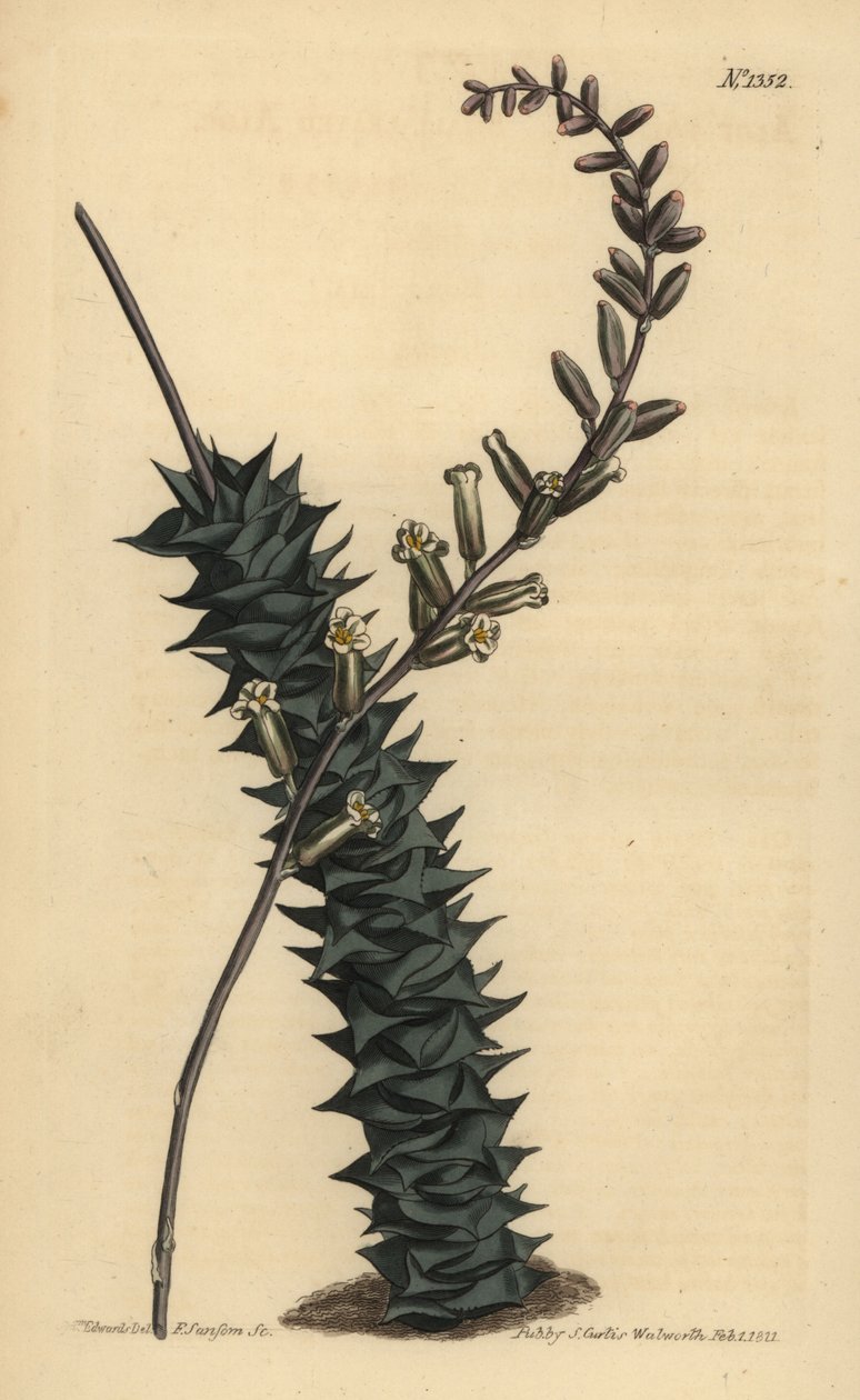 Astroloba foliolosa (småbladet aloe, Aloe foliolosa) av Unbekannt