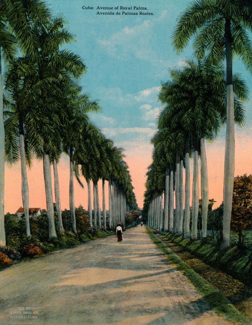 Avenue of Royal Palms, Cuba, c1920 av Unbekannt