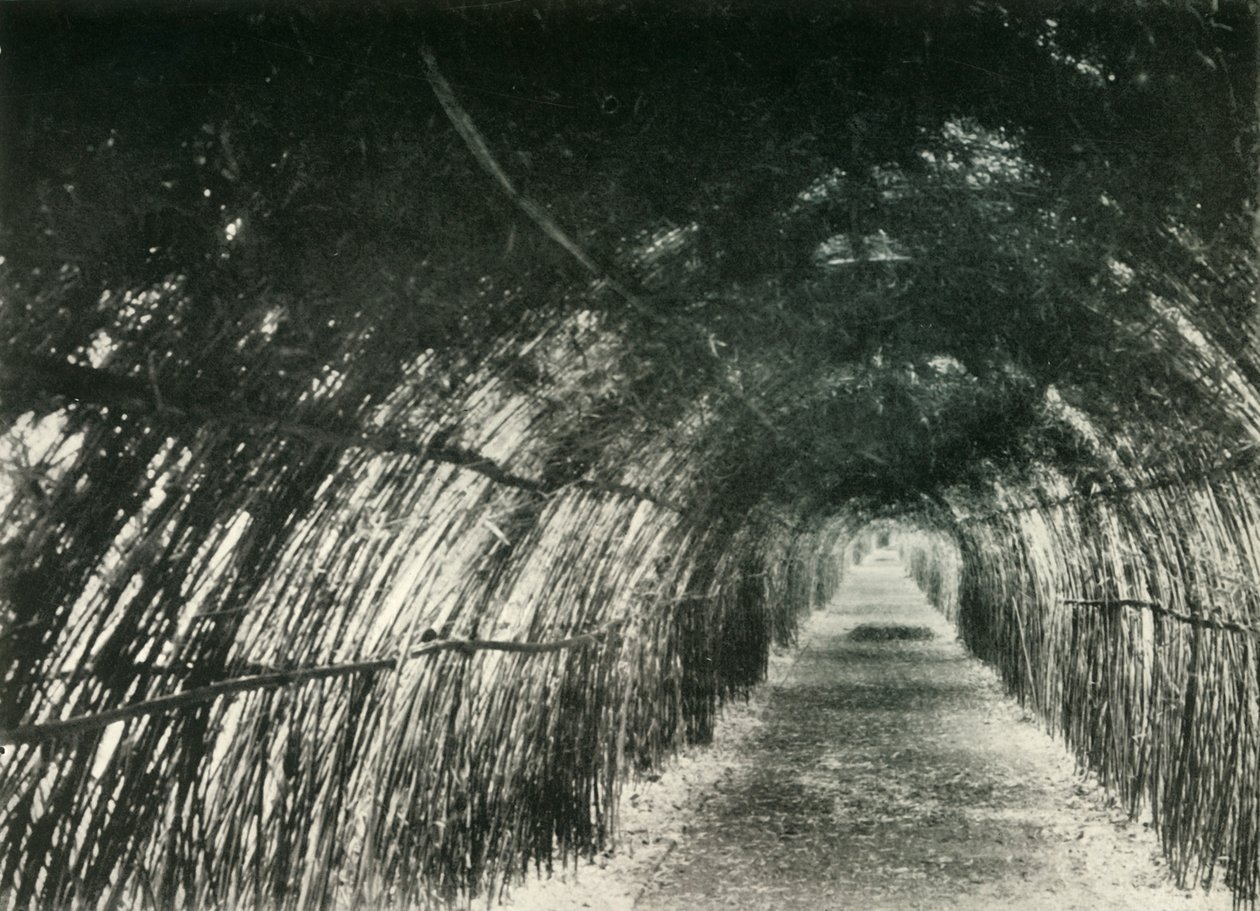 Bamboo Avenue ved Barrackpore, 1904, 1925. av Unbekannt