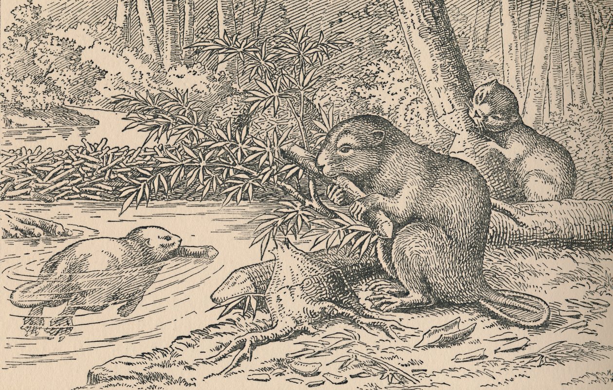 Bever, 1916 av Unbekannt