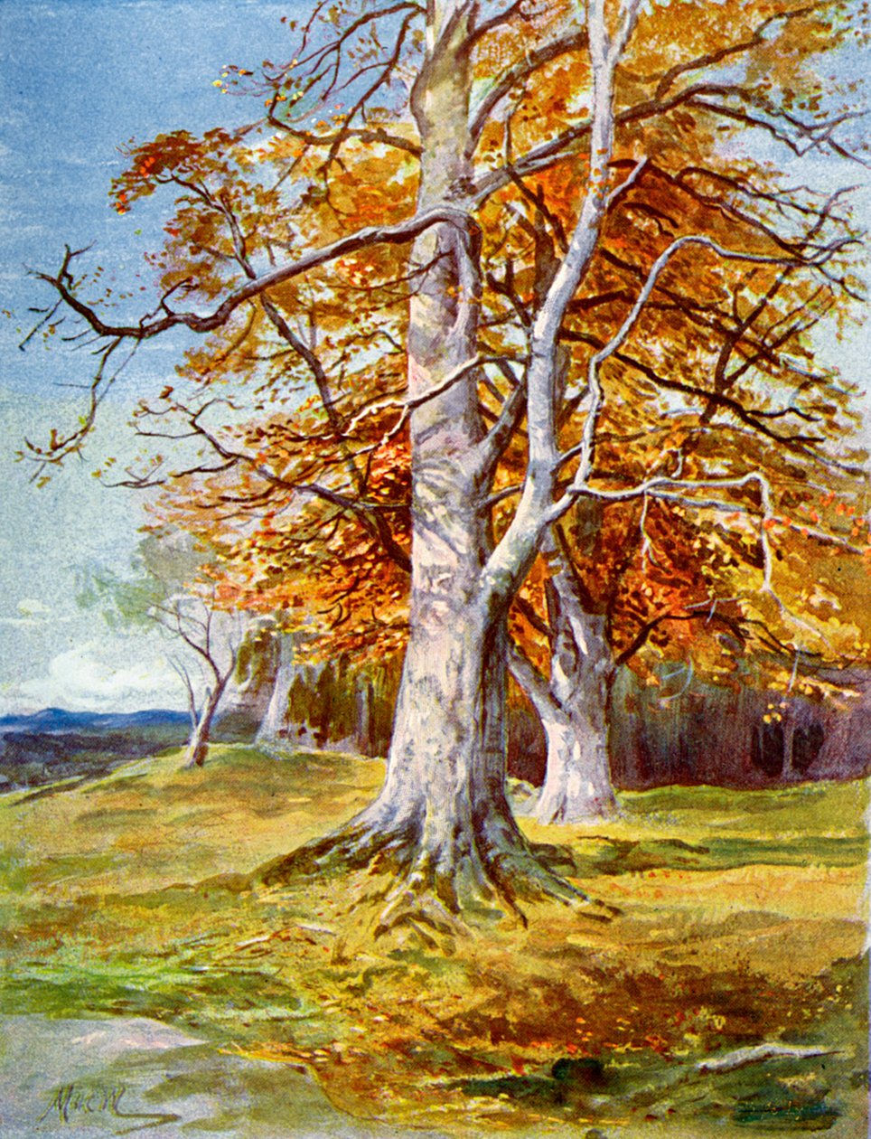 Bøketre, høst, 1900 av Unbekannt