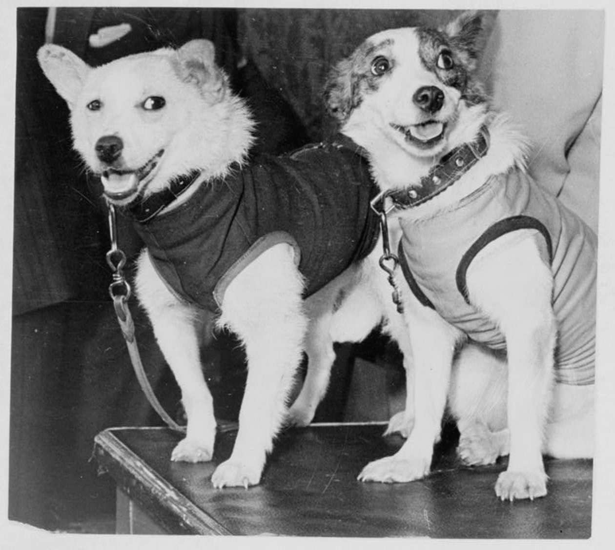 Belka og Strelka, russiske kosmonauthunder, 1960 av Unbekannt