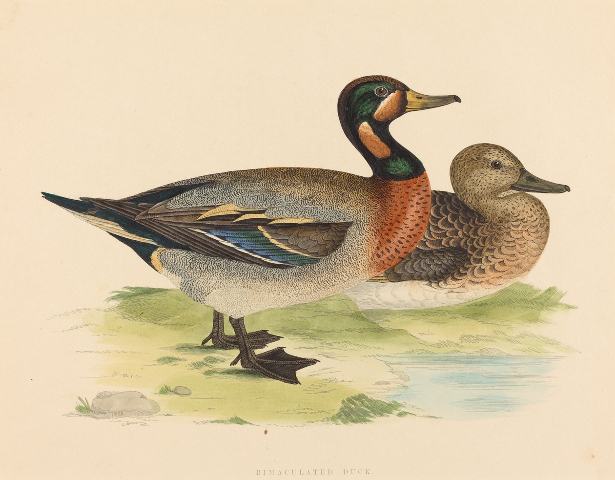 Bimaculated Duck, 1855. av Unbekannt