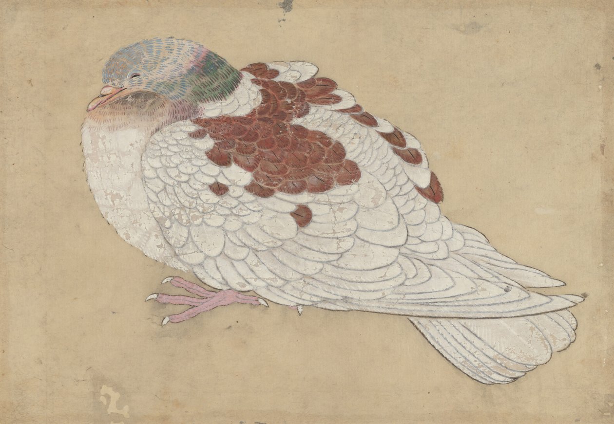 Fugl, 1700-tallet. av Unbekannt