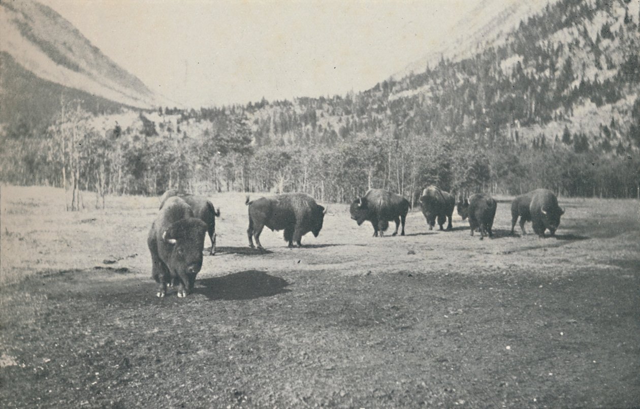 Bison, 1916 av Unbekannt