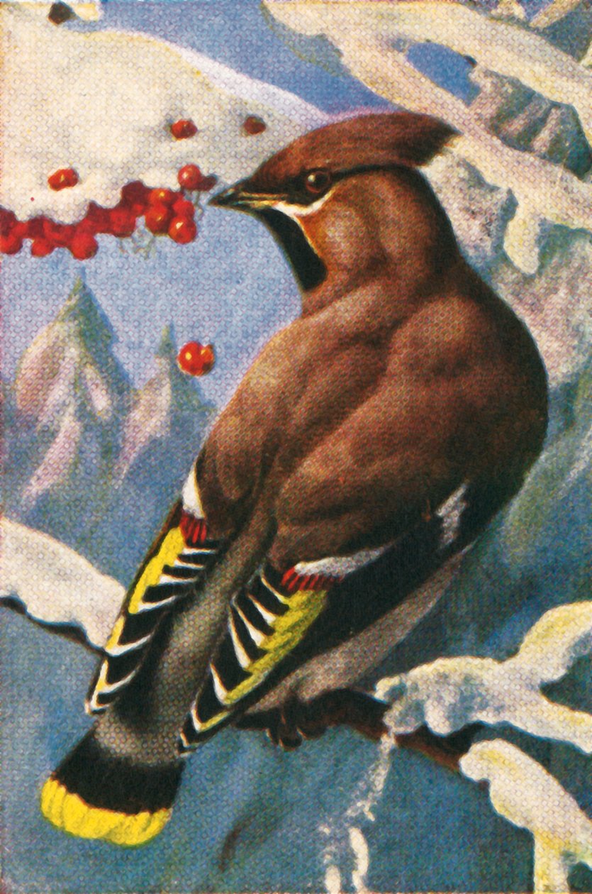Bohemsk voksvinge, fra 1928. av Unbekannt