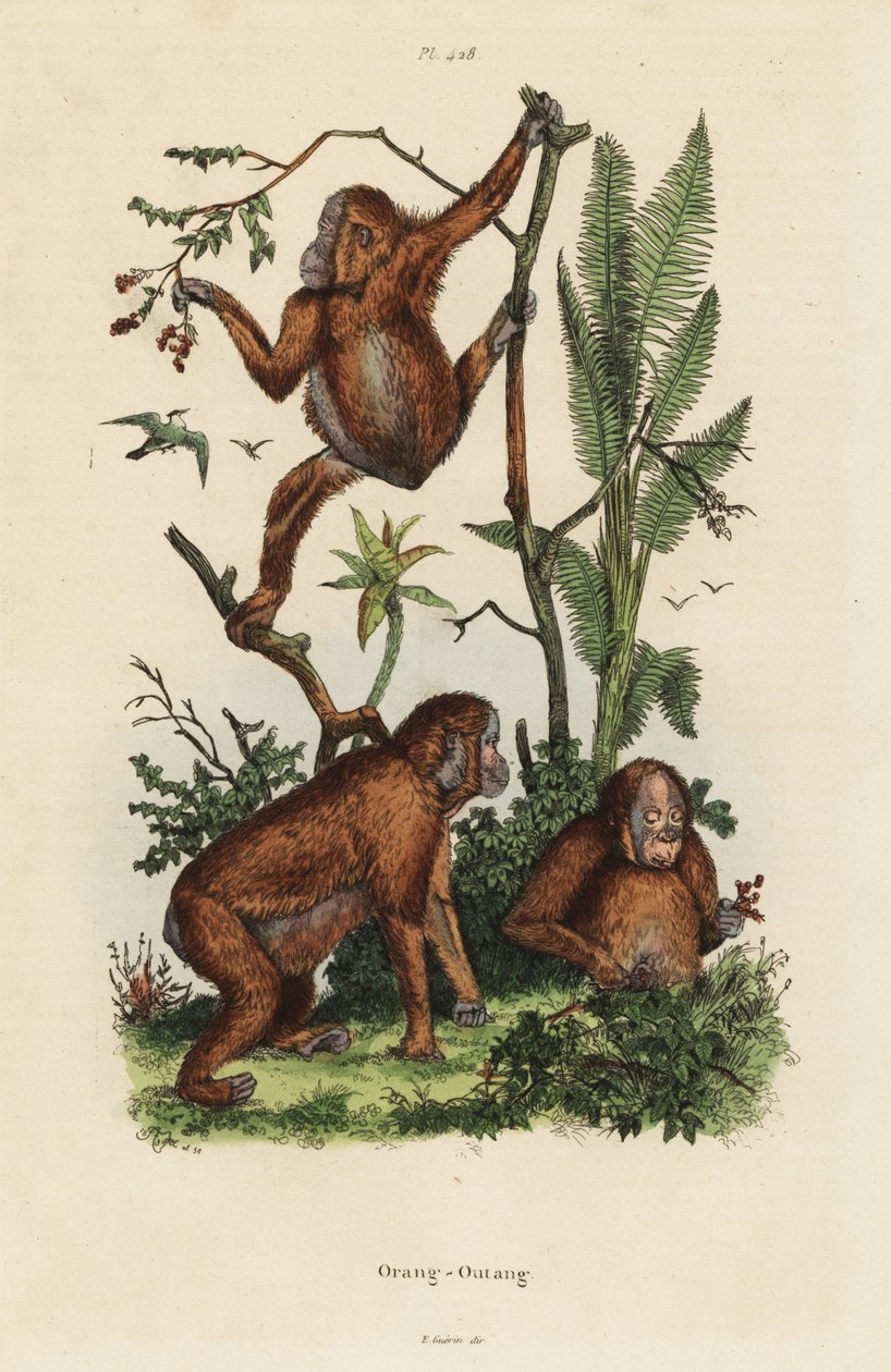 Bornean-orangutanger, Pongo pygmaeus av Unbekannt