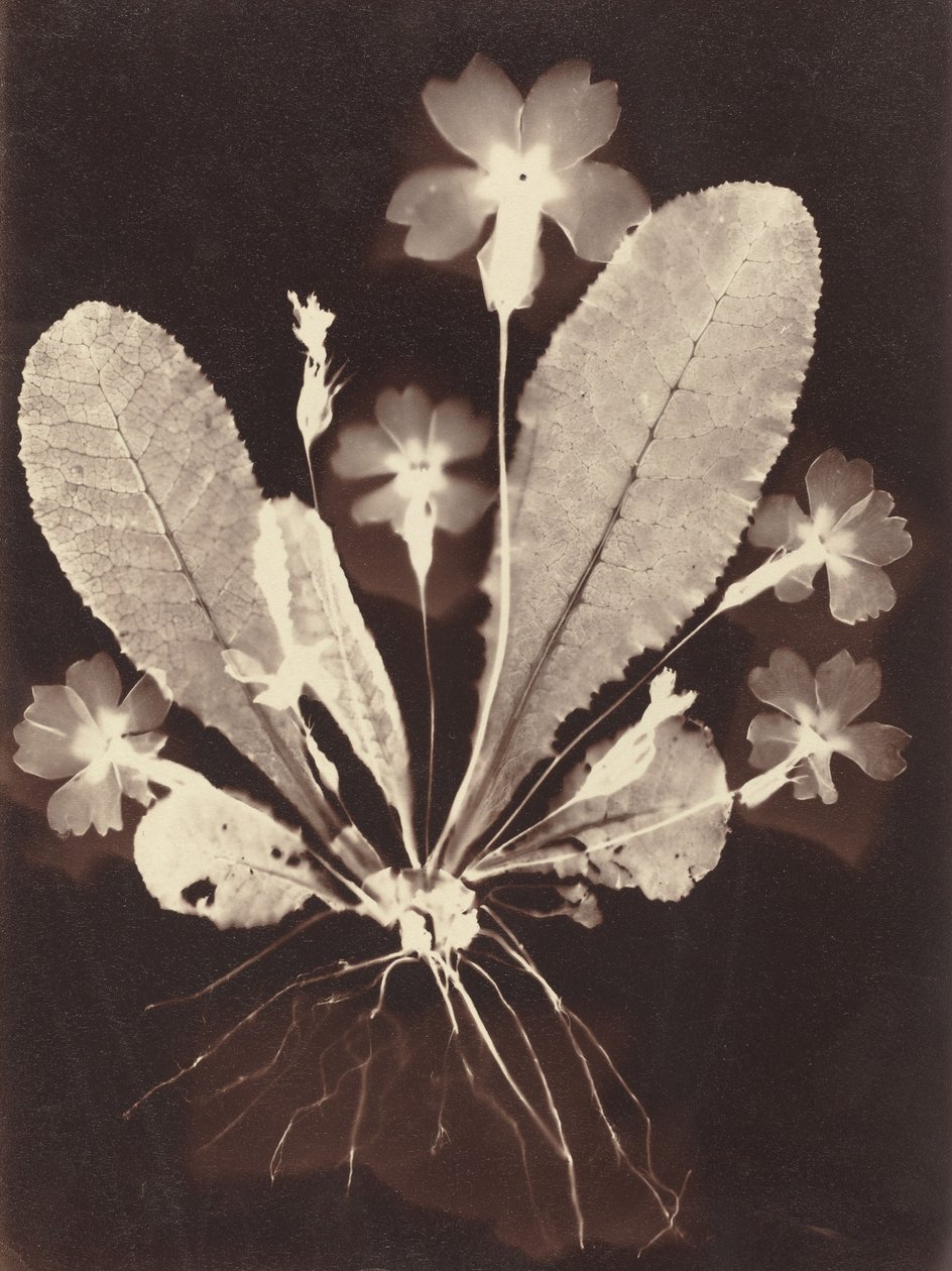 Botanisk fotogram, 1860-tallet. av Unbekannt