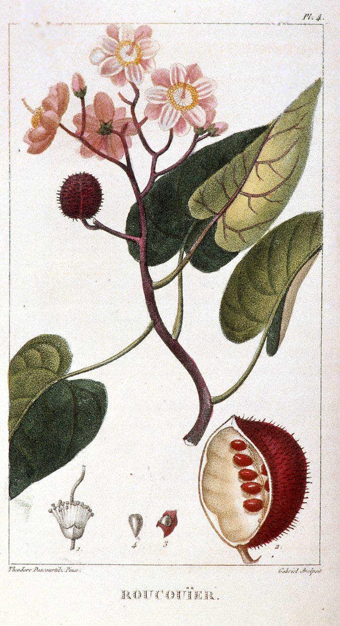 Botanisk bord/Bixa orellana/Rocuyer av Unbekannt