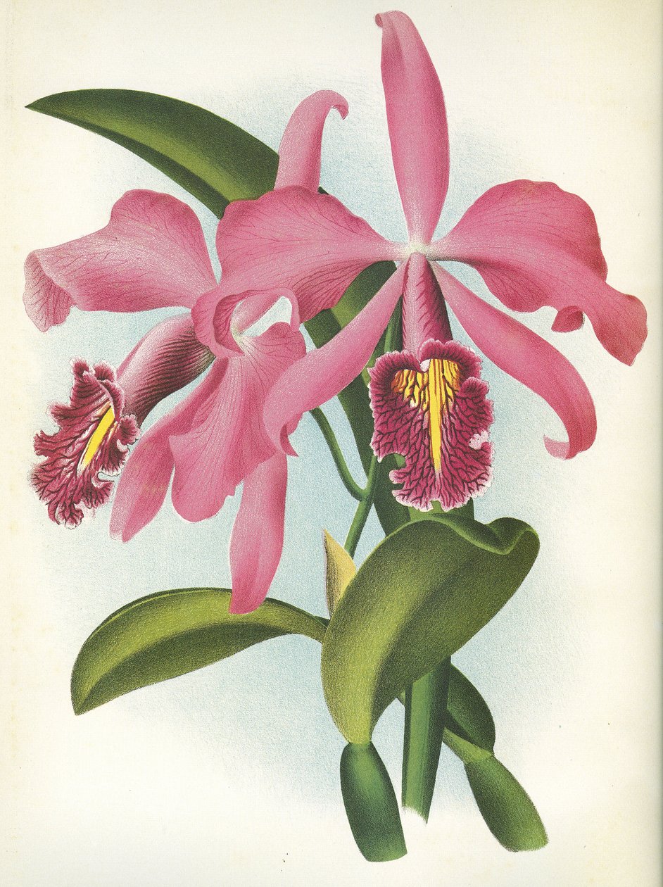 Botanisk tavle/Cattleya maxima var. Malouana/Lindenia av Unbekannt
