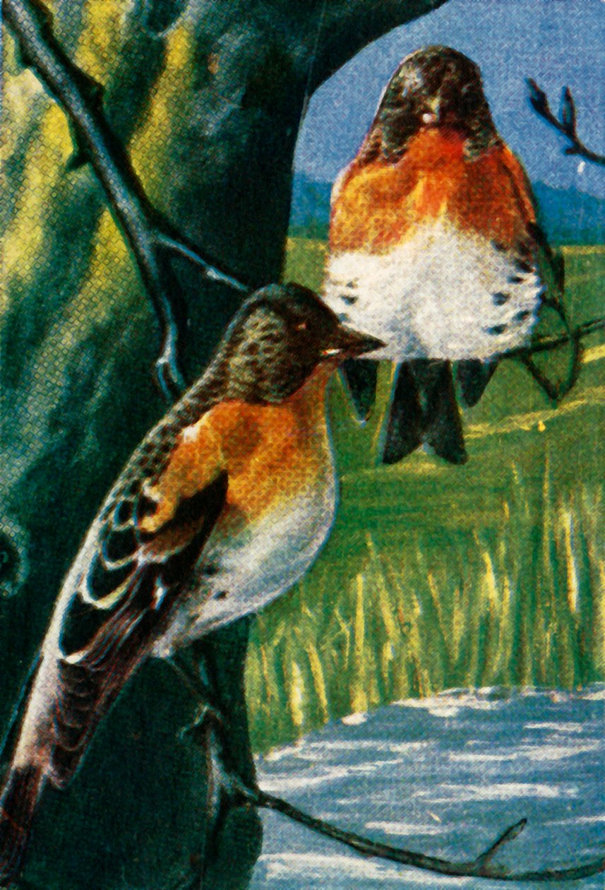 Bramblings, c1928. av Unbekannt