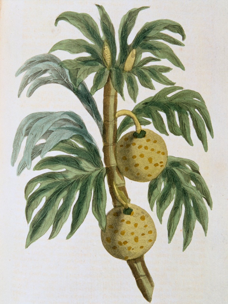 Artocarpus kutlebrødfrukt, 1823 av Unbekannt