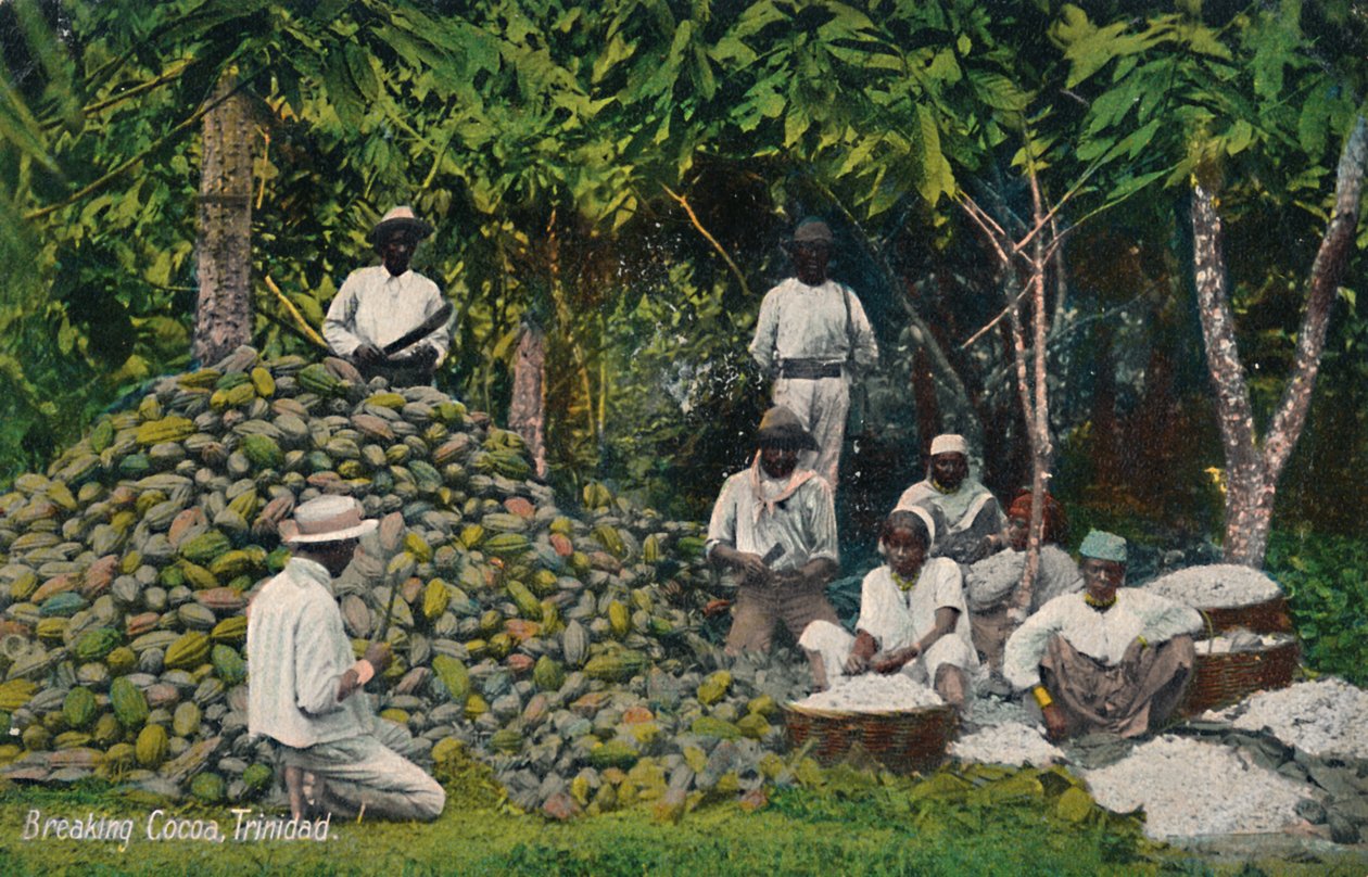 Breaking Cocoa, Trinidad, tidlig på 1900-tallet. av Unbekannt