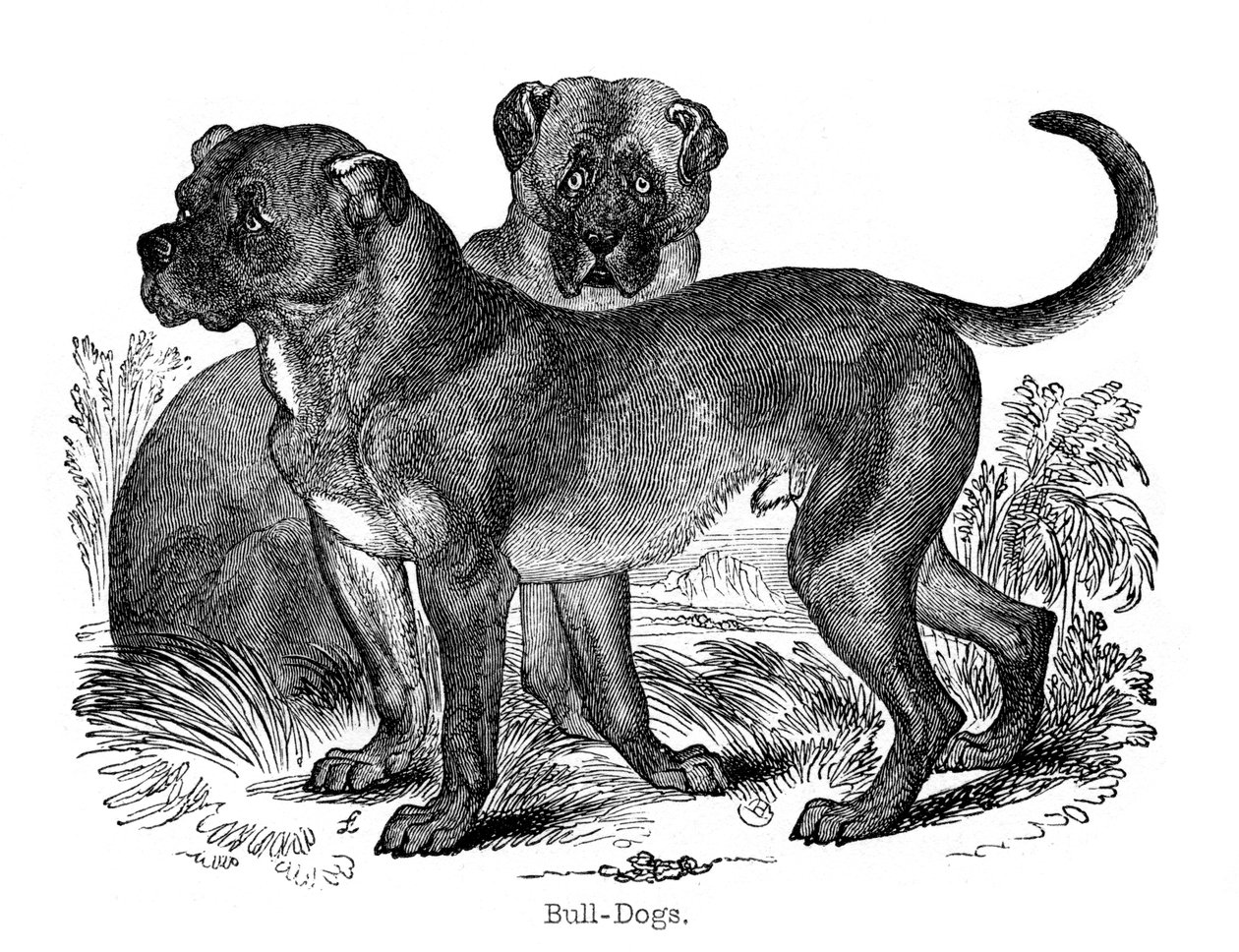 Bulldog, 1848 av Unbekannt