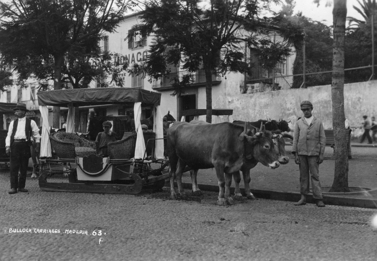 Oksevogn, Madeira, Portugal, c1920-c1930s av Unbekannt
