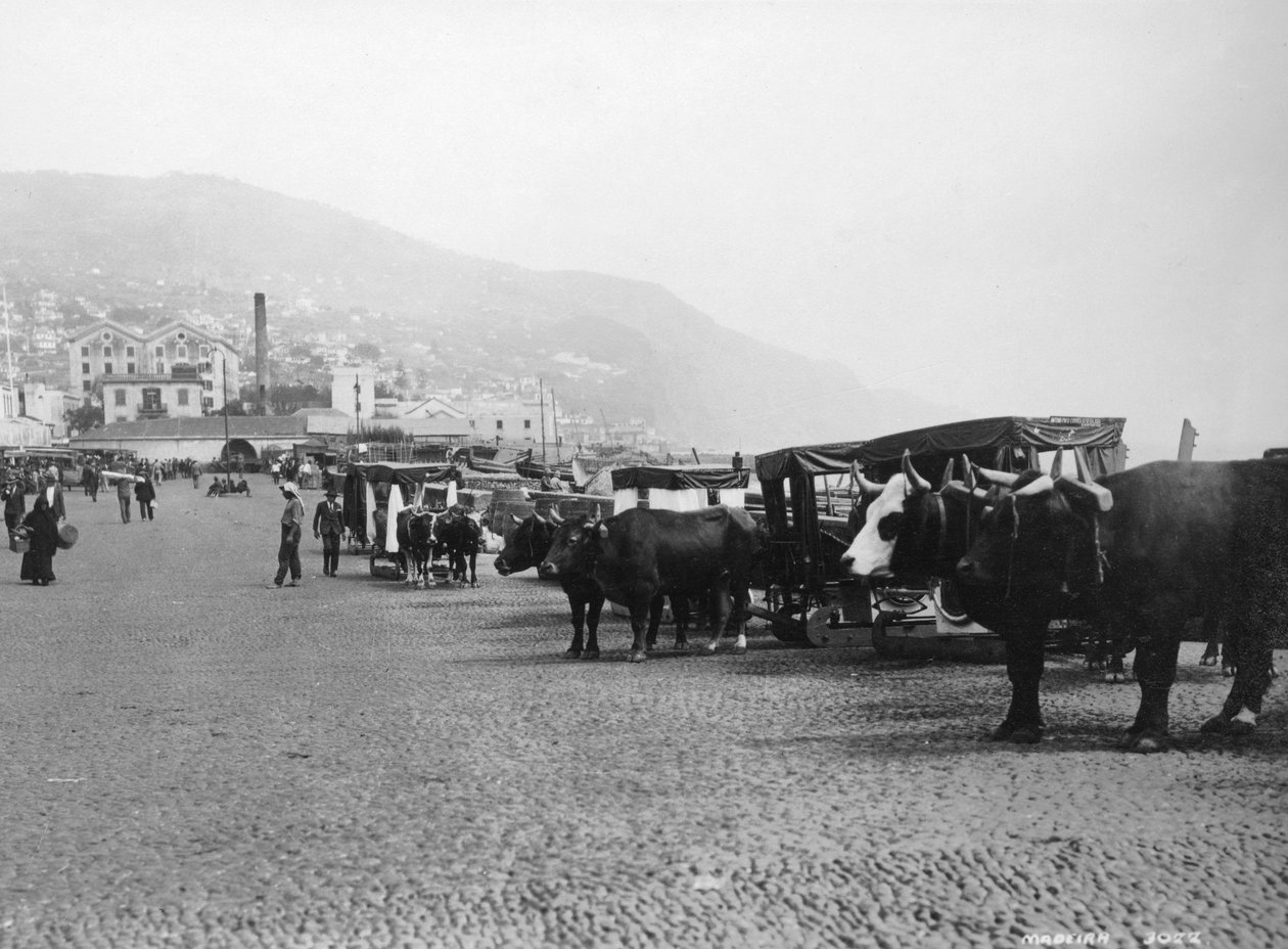Oksevogner, Madeira, Portugal, c1920-c1930s av Unbekannt