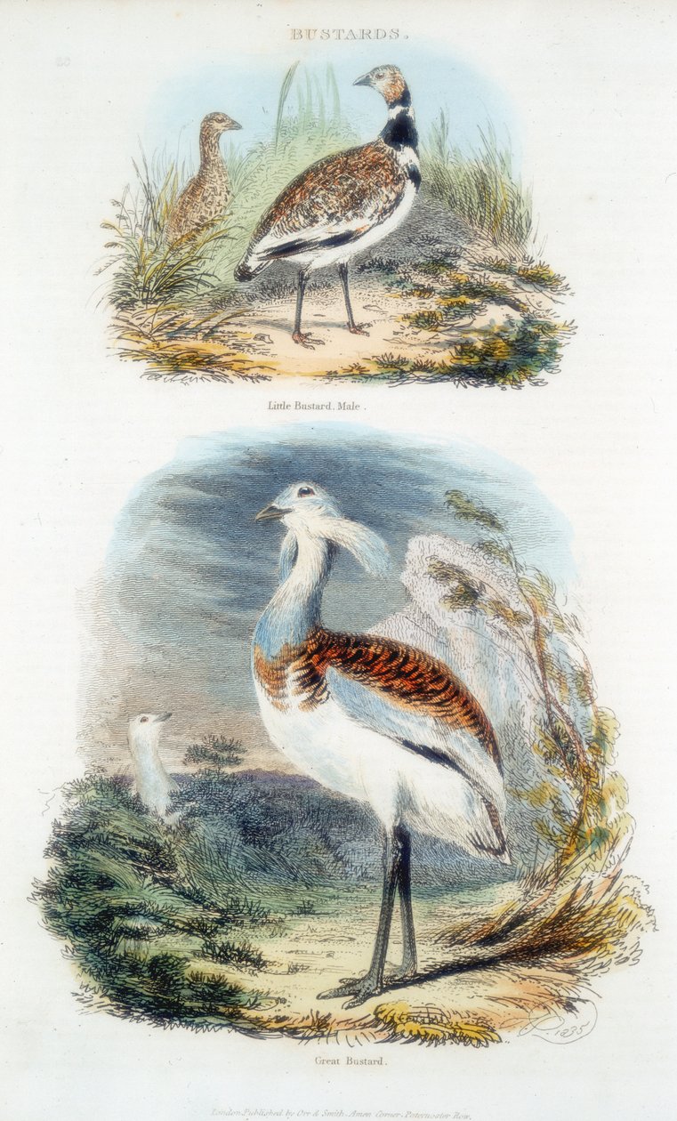 Bustards, 1835 av Unbekannt