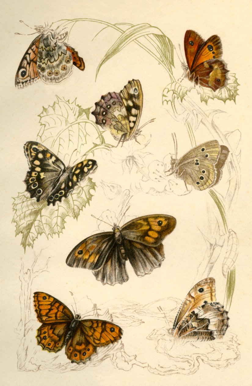 Sommerfugler, 1800-tallet. av Unbekannt