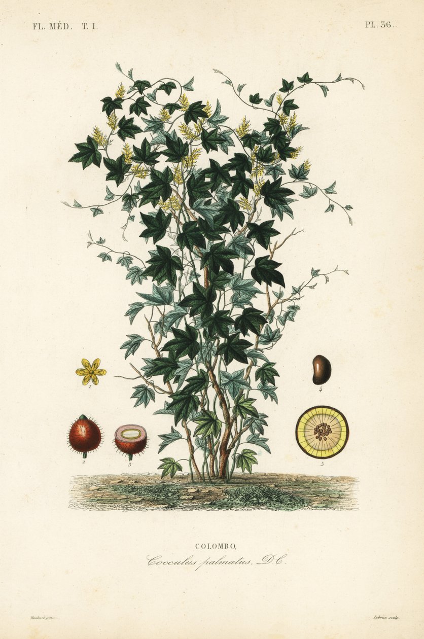 Calumba-tre, Jateorhiza columba, Cocculus palmatus, Colombo av Unbekannt