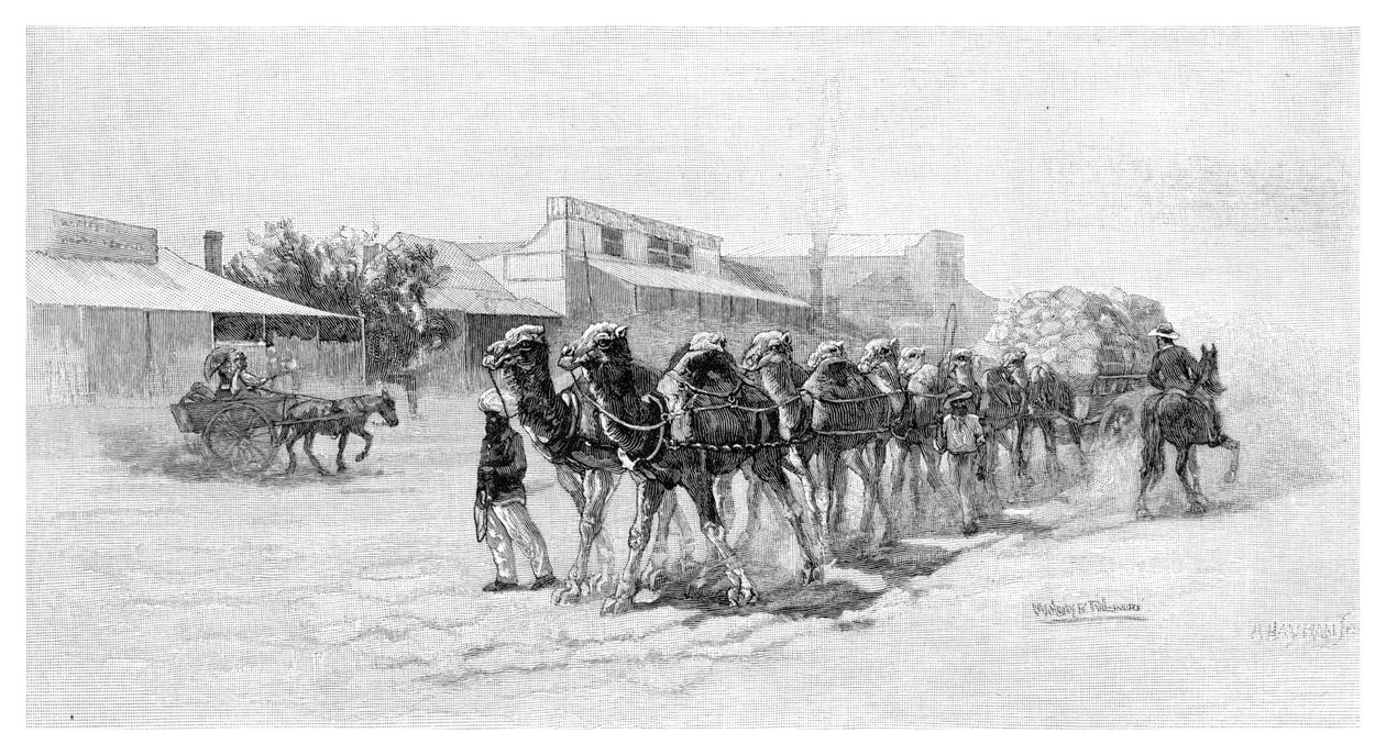 Kamelteam, Wilcannia, New South Wales, Australia, 1886 av Unbekannt