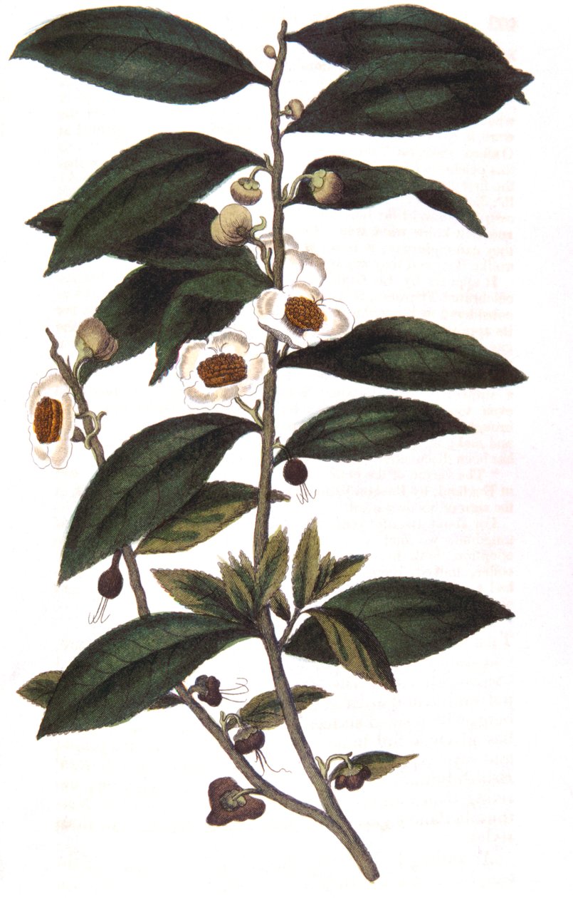 Camellia sinensis - teplante, 1823 av Unbekannt