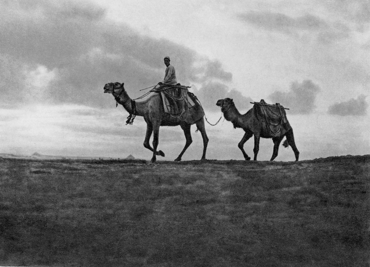 Kameler i ørkenen utenfor Kairo, Egypt, ca 1920-tallet av Unbekannt