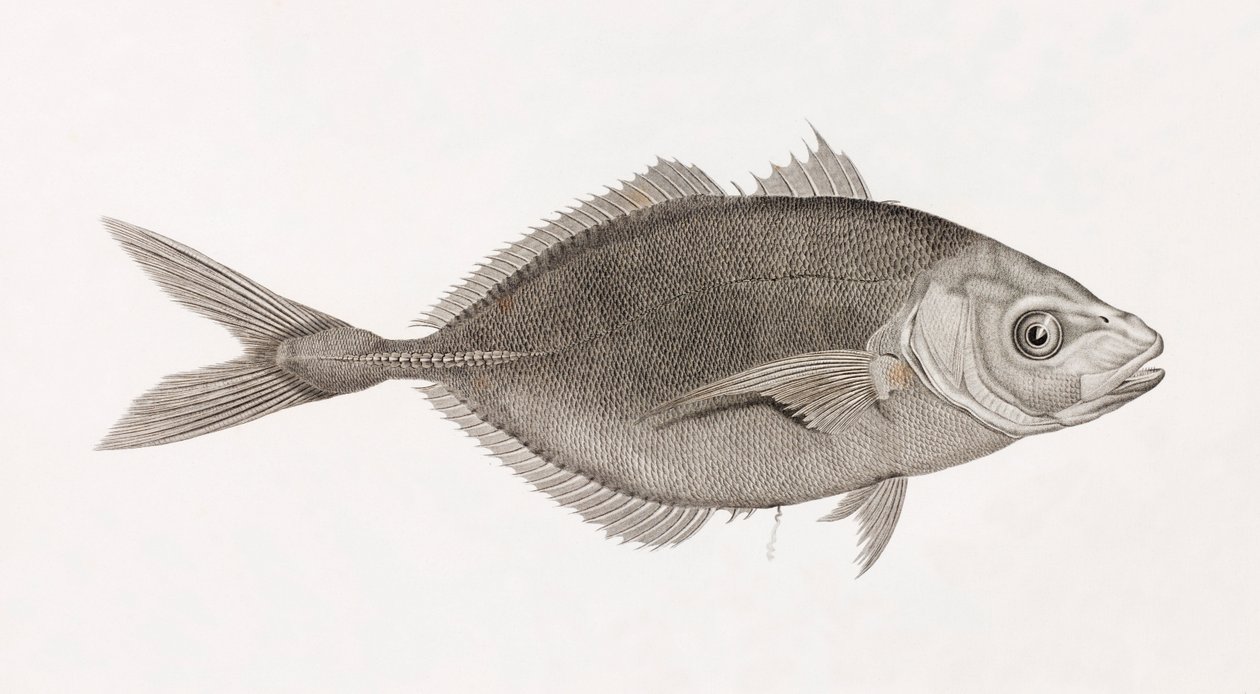 Caranx Lune, nærbilde av Unbekannt