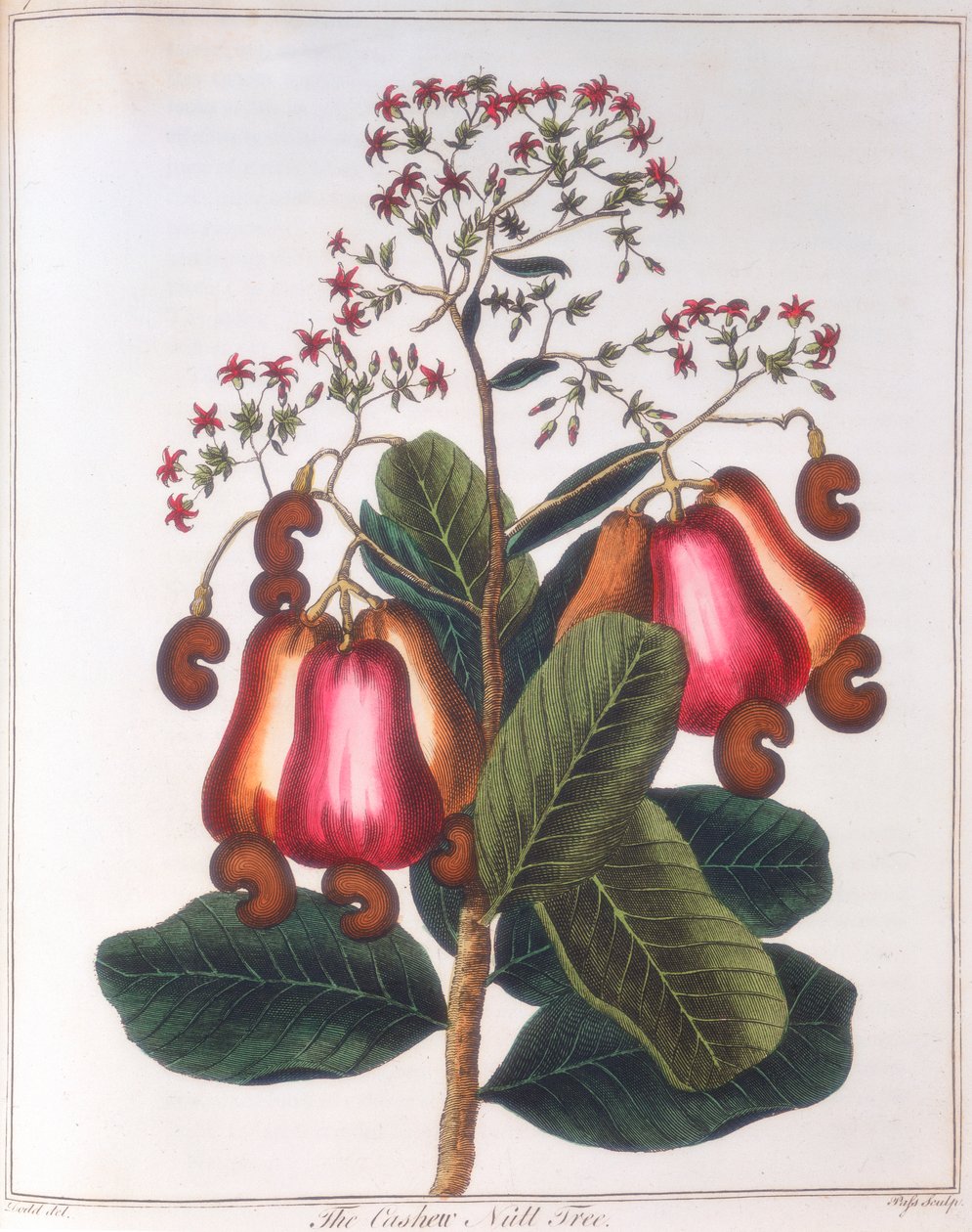 Cashewnøtt - Anacardium occidentale, c1798 av Unbekannt