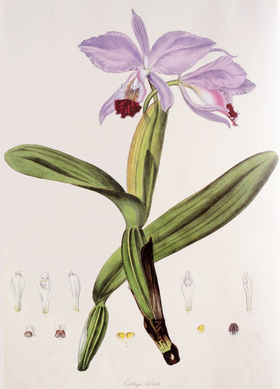 Cattleya labiata av Unbekannt