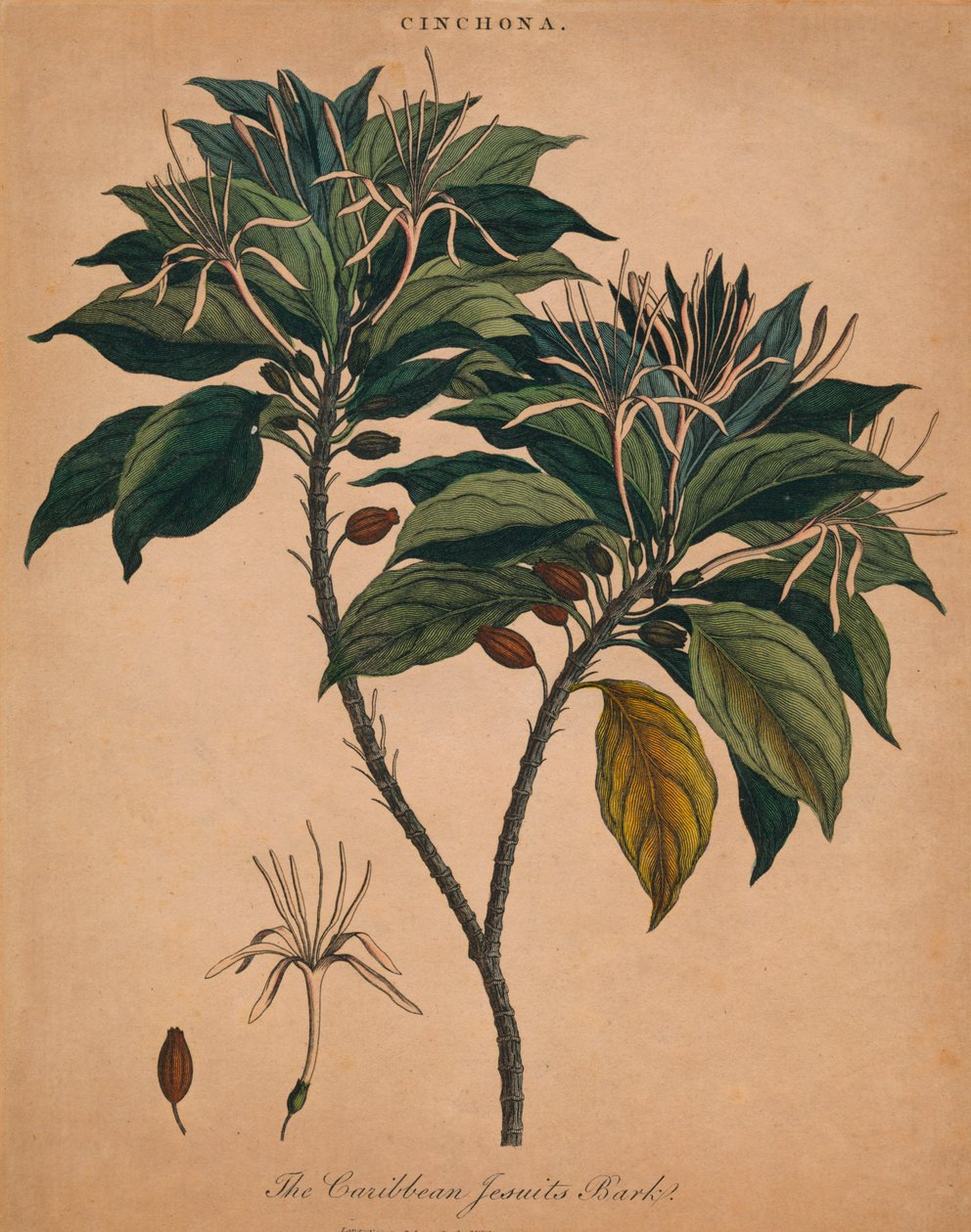 Cinchona. De karibiske jesuittene Bark, 1801. av Unbekannt
