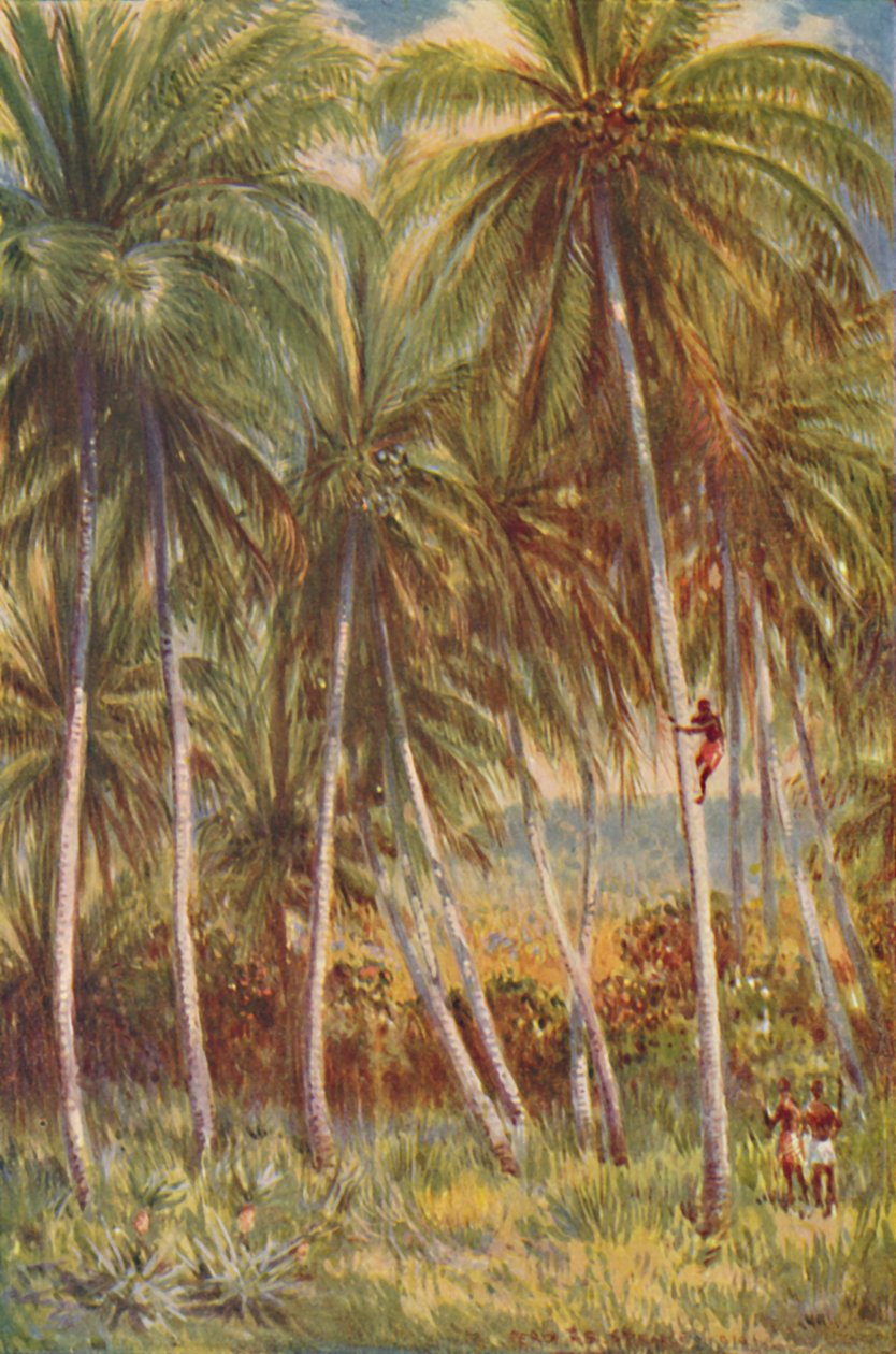 Kokosnøttpalmer, 1924 av Unbekannt