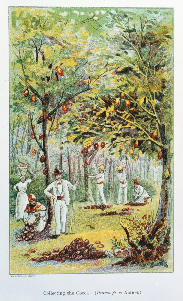 Innsamling av kakao, Venezuela, 1892 av Unbekannt
