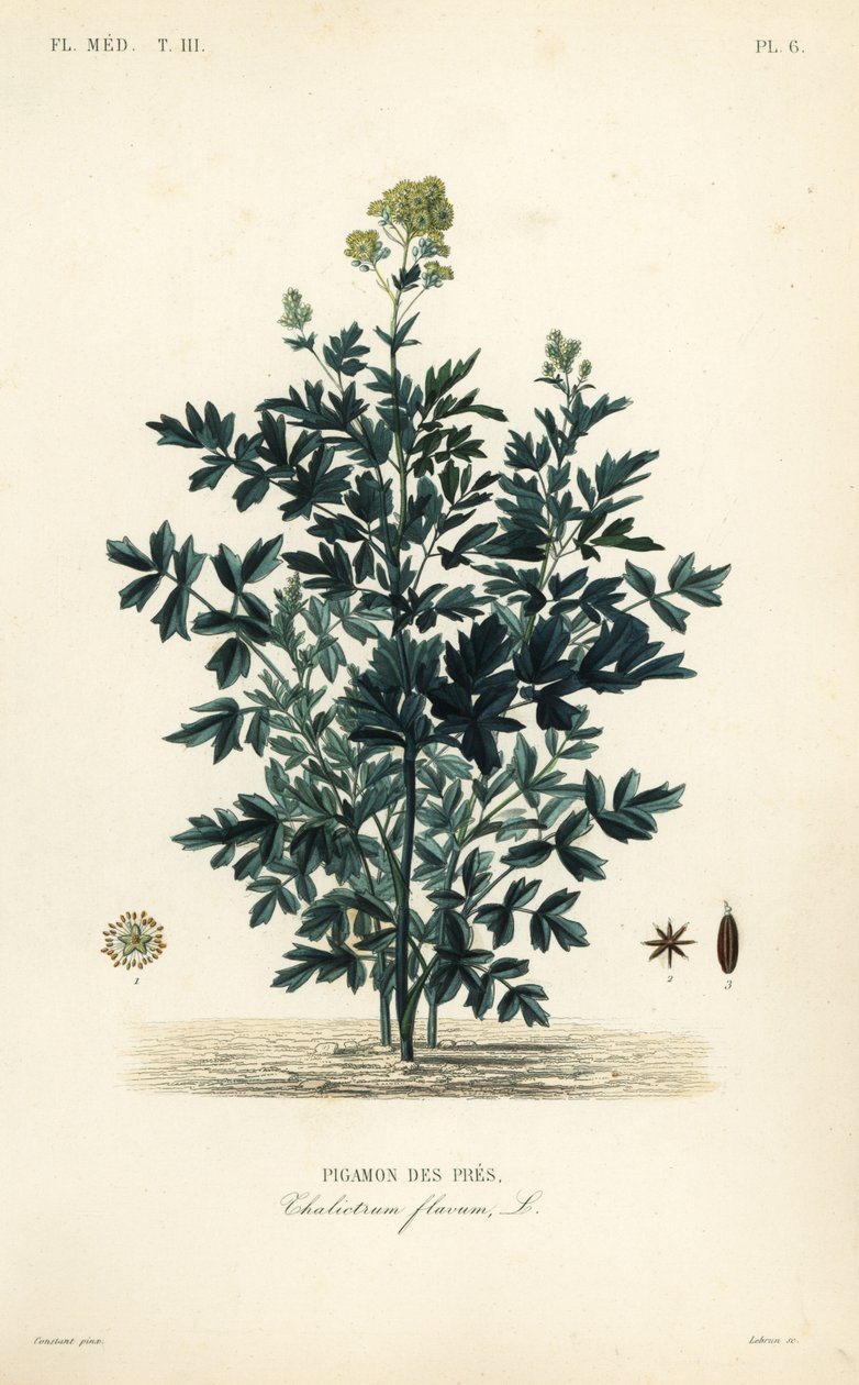Common eng rue, Thalictrum flavum, Pigamon des pres av Unbekannt