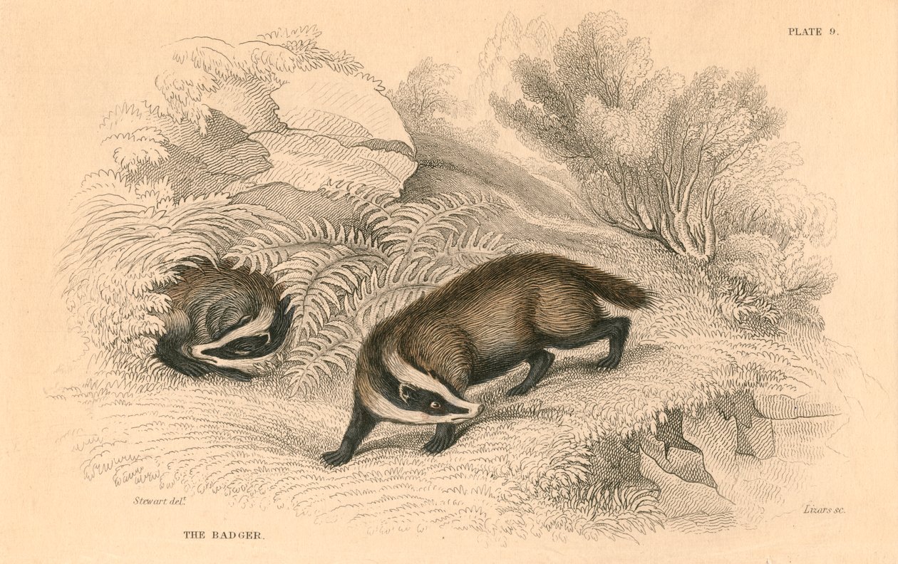 Vanlig eller eurasisk grevling Meles meles, 1828 av Unbekannt