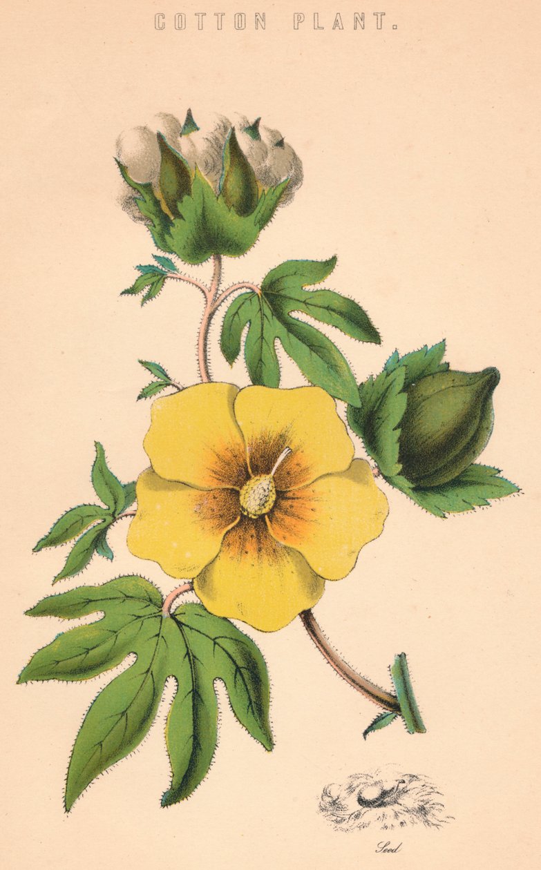 Bomullsplante, c1800-tallet av Unbekannt
