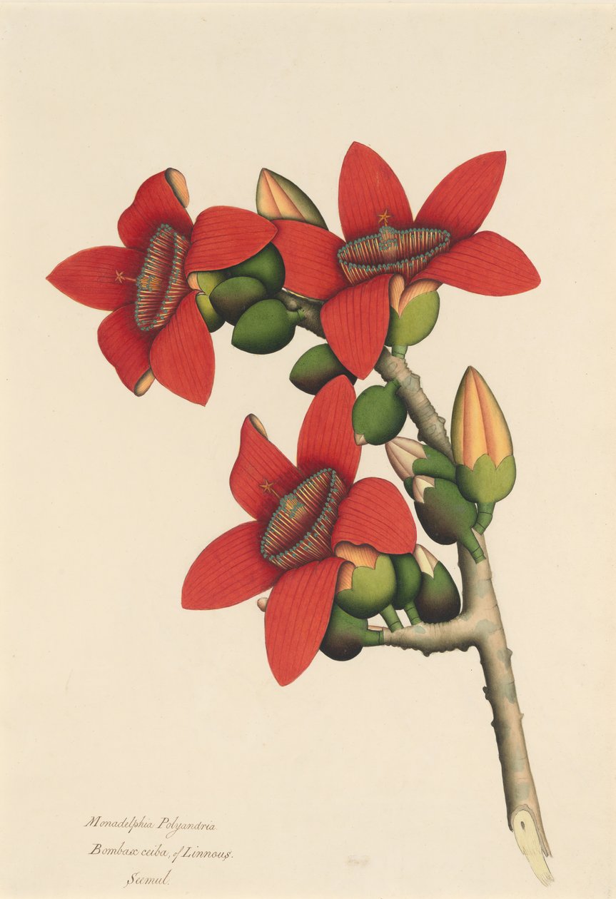 Cotton Tree Flowers, ca. 1800-1805. av Unbekannt
