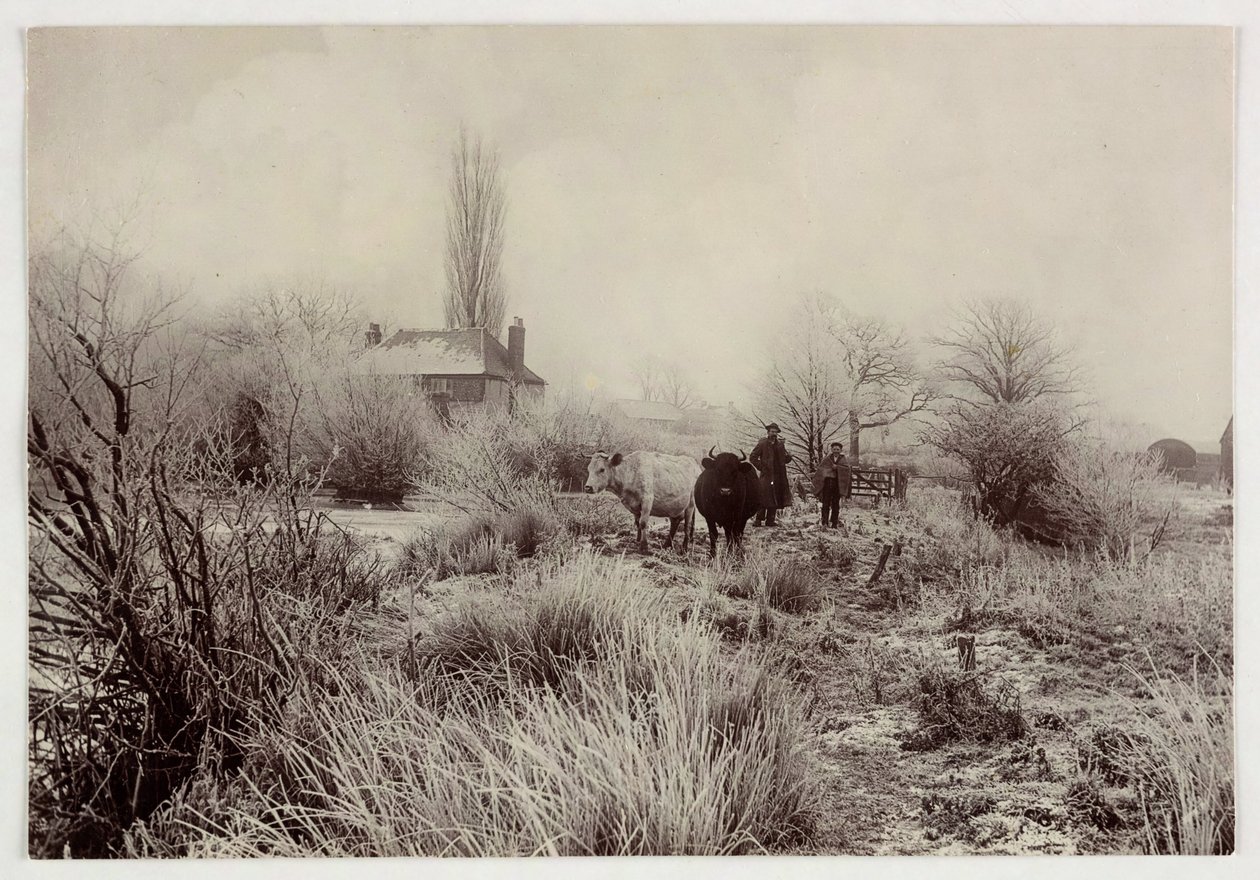"Kyr i en frostmark", vers 1890 av Unbekannt