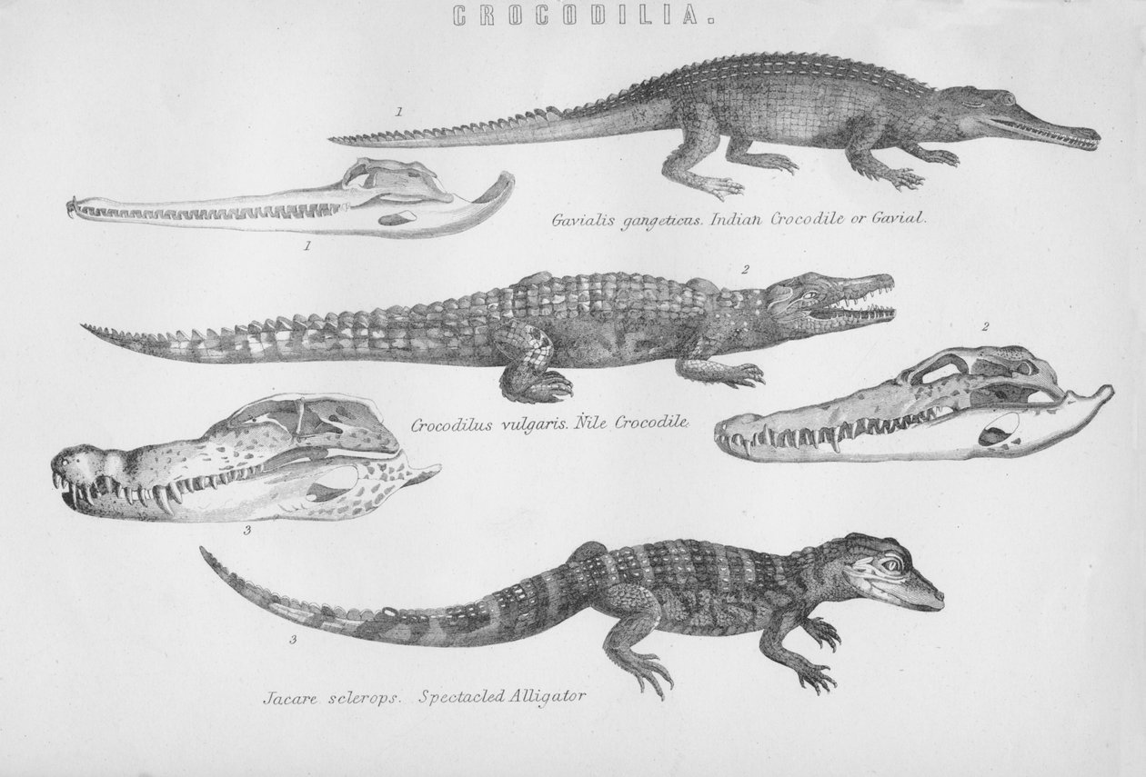 Crocodilia, 1800-tallet. av Unbekannt