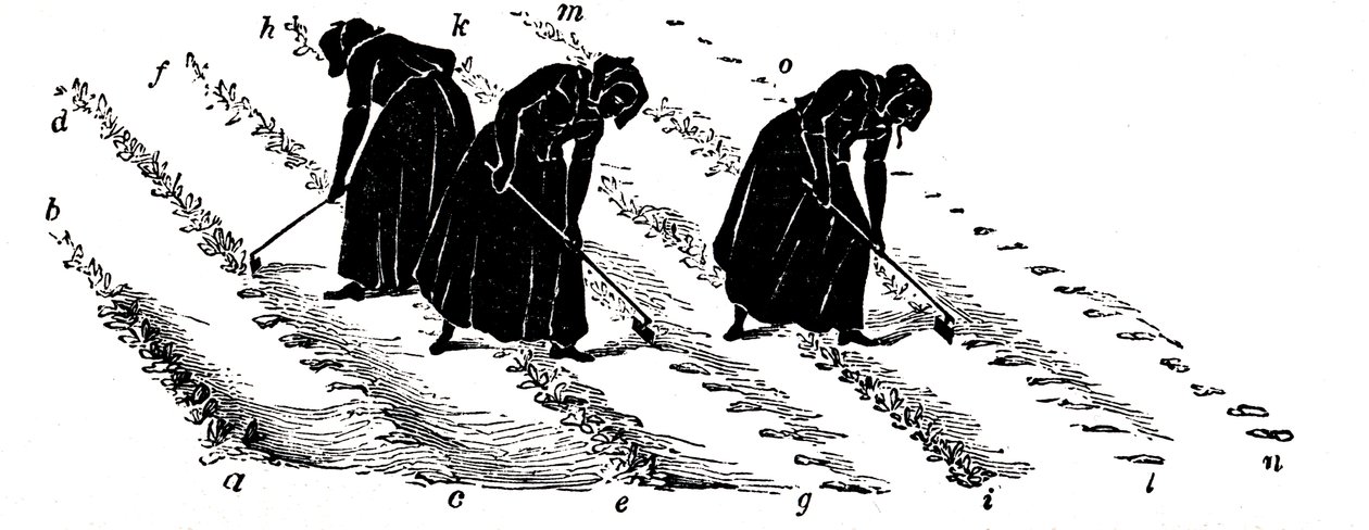 Avlingsrotasjon: kvinner som tynner neper, 1855 av Unbekannt